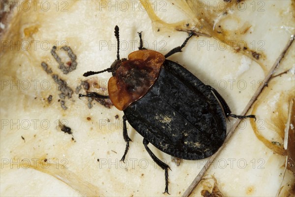 Red-breasted Carrion Beetle