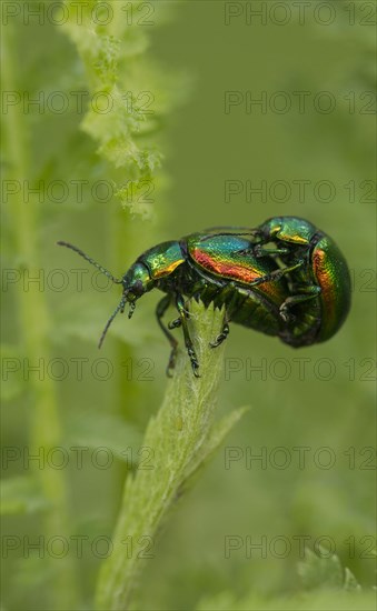 Adult pair of Tansy