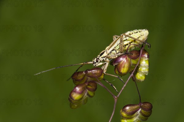 Meadow Plant Bug