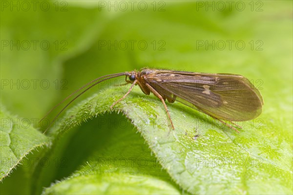 Caddisfly