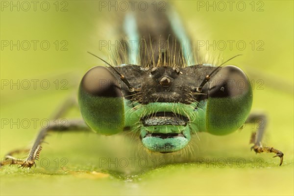 Blue-tailed Damselfly