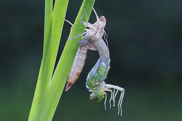 Emperor dragonfly