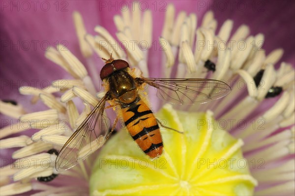 Grove hoverfly