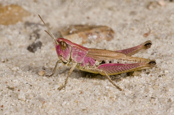 Meadow grasshopper