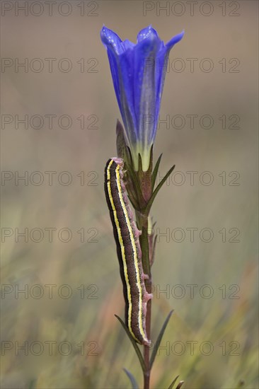 Broom moth caterpillar