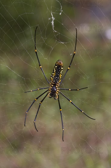 Silk spider