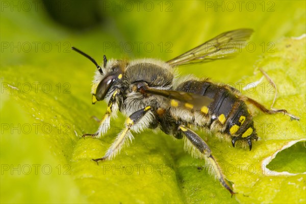 European wool carder bees