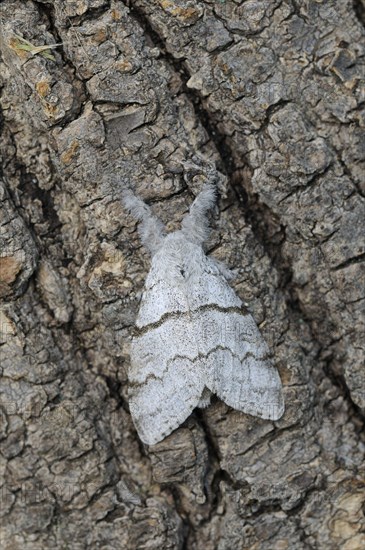 Pale tussock