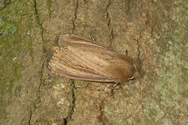 Bulrush Wainscot