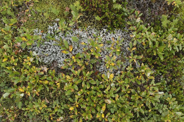 Northern Bilberry