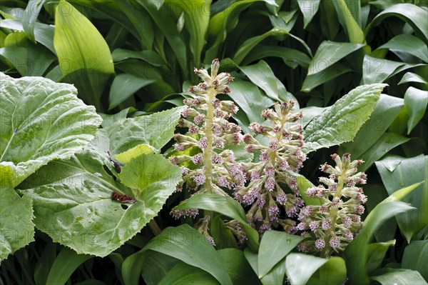 Butterbur