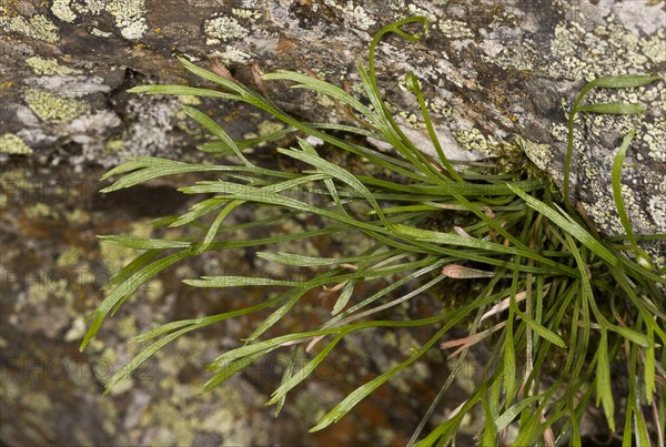 Northern striped fern