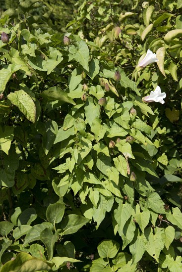 Hedge bindweed