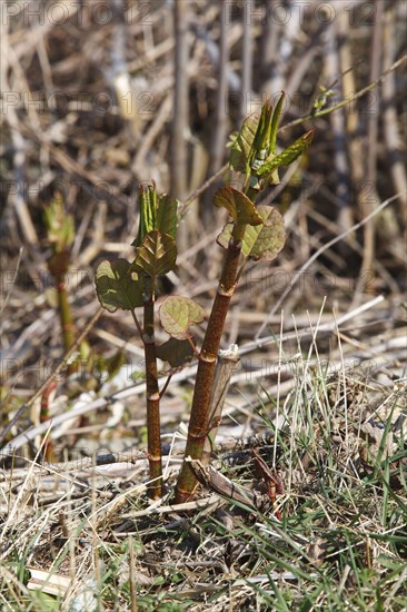 Reynoutria japonica