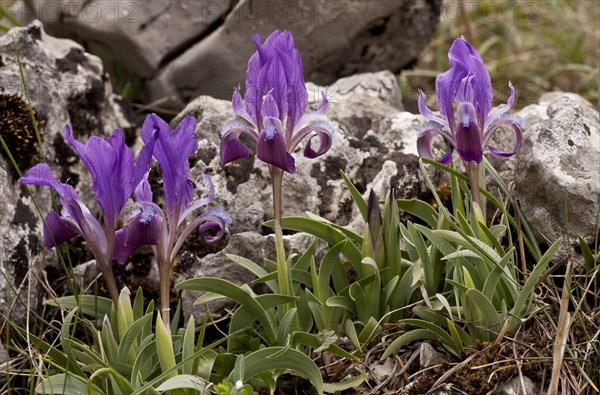 Flowering dwarf iris