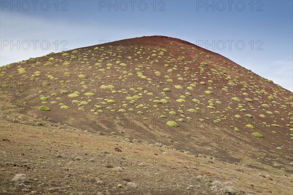 Balsam spurge