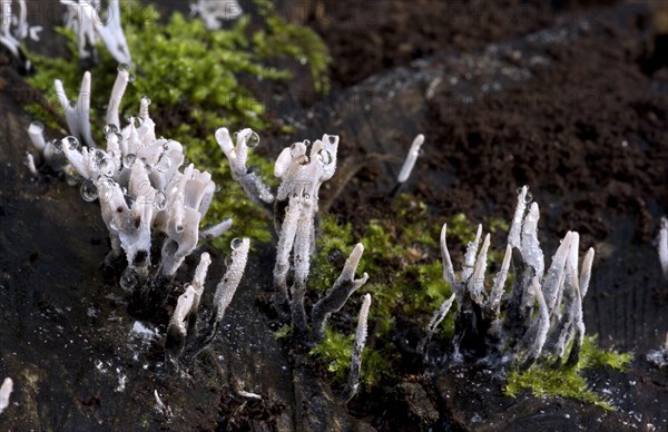 Candle-snuff Fungus