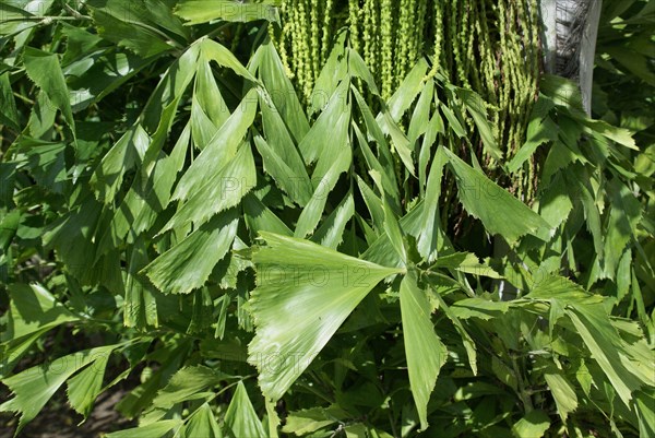 Solitary Fishtail Palm