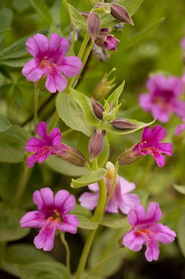 Purple Monkeyflower