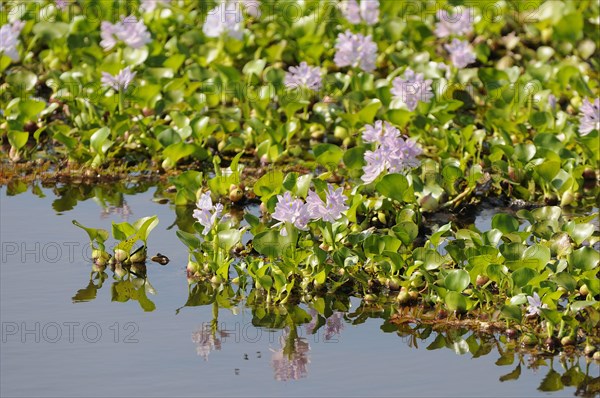 Water hyacinth