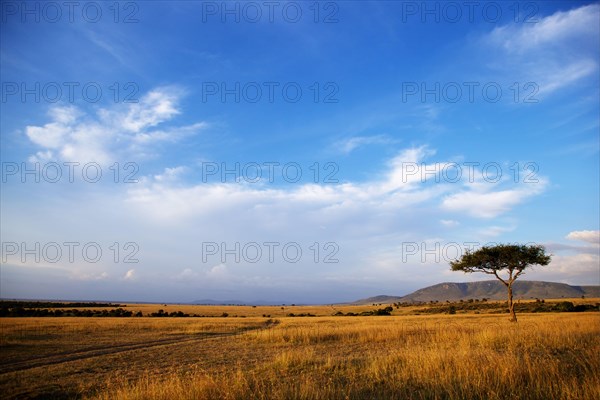 View of grassland habitat and acacia tree