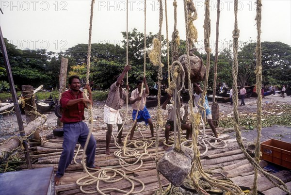 Operating the Chinese fishing nets or Cheena vala in Fort Kochi or Cochin