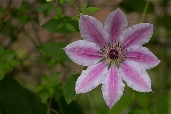 Wood Vine