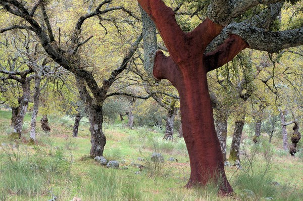 Cork oak