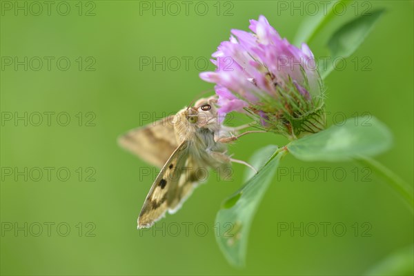 Cardoon Sun Owl