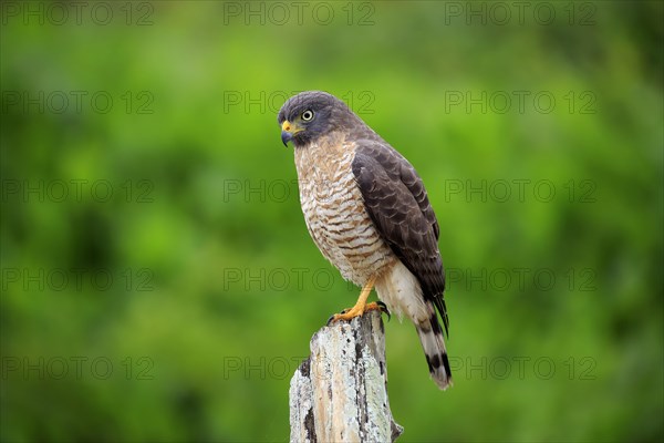 Road-side Hawk