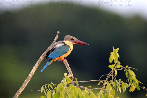 Stork-billed kingfisher