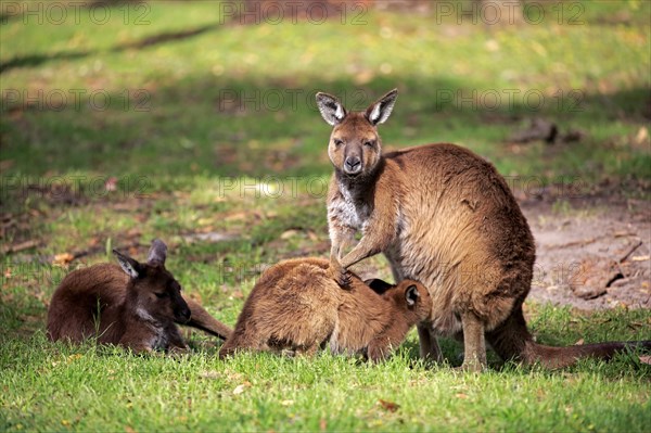 Kangaroo on Kangaroo Island