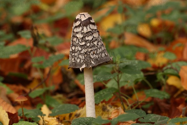 Elster ink cap