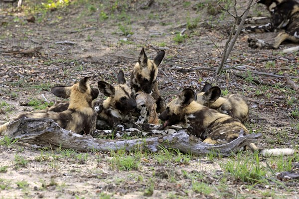 African wild dog