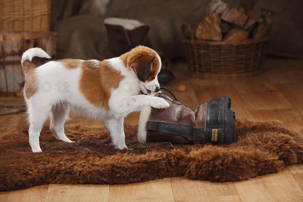 Kooikerhondje