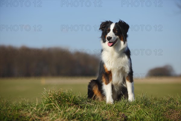 Australian Shepherd