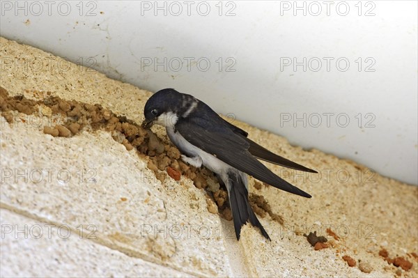 House Martin