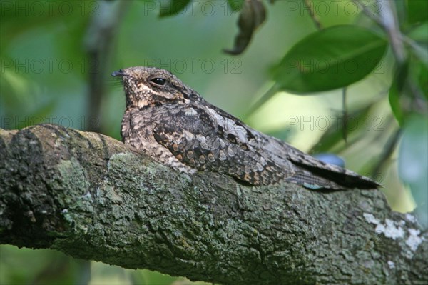 Grey Nightjar