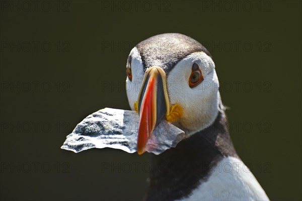 Adult puffin