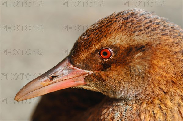 Weka