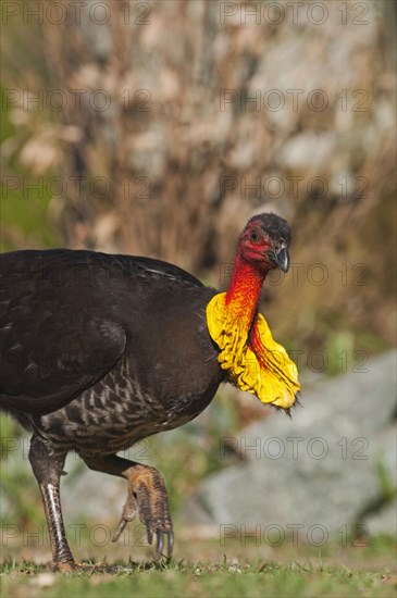 Australian australian brushturkey