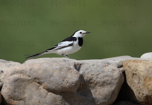 Pied Wagtail