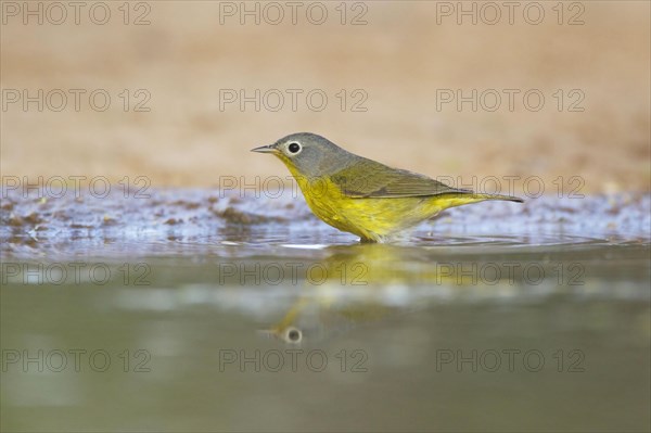 Nashville warbler