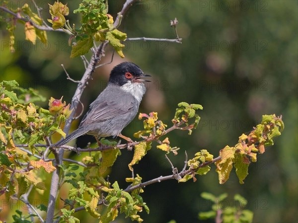 Sardinian Warbler