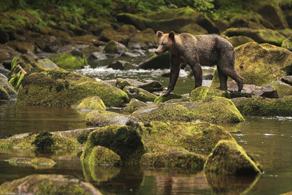 Adult grizzly bear