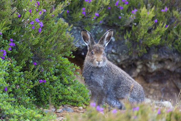 Mountain hare