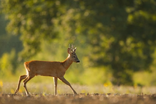 Roe deer