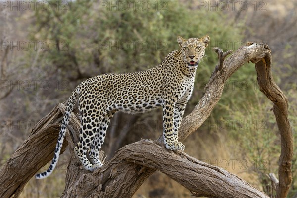 African leopard