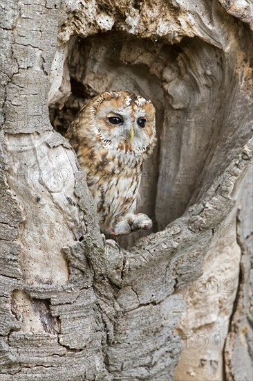 Tawny owl