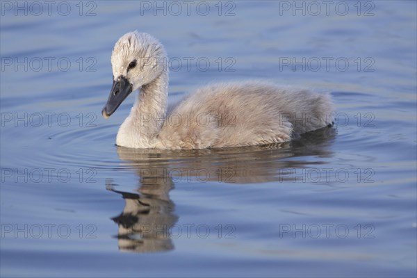 Mute Swan